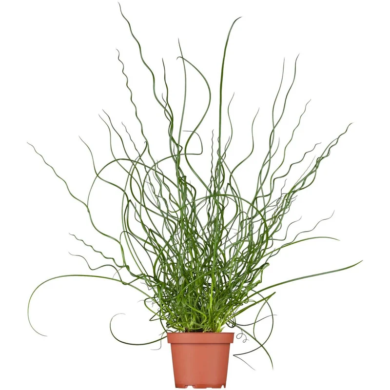 Zimmerpflanzen-Set "Botanical Style"