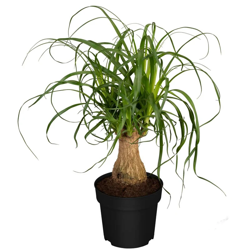 Zimmerpflanzen-Set "Botanical Style"