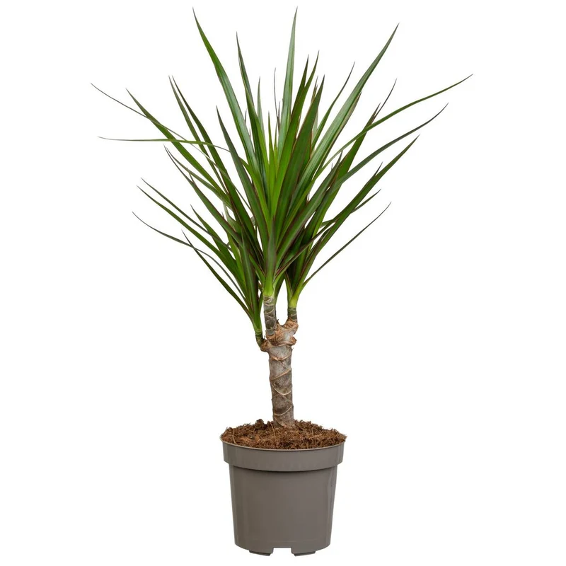 Drachenbaum