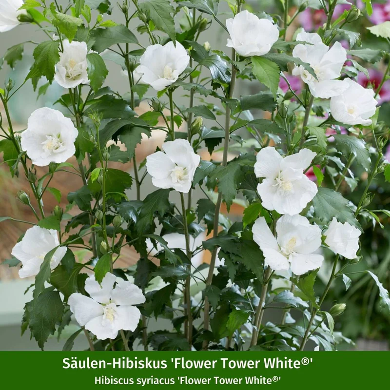 Gartenhibiskus 'Flower Tower' White & Ruby, 2 Pflanzen