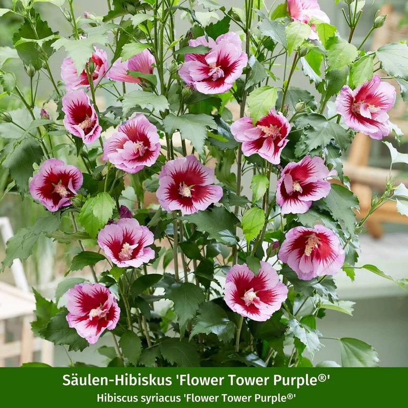 Gartenhibiskus 'Flower Tower®' Purple & Ruby, 2 Pflanzen