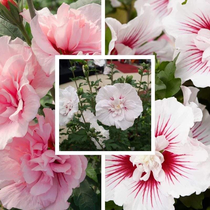 Gartenhibiskus 'Chiffon', 3 Pflanzen