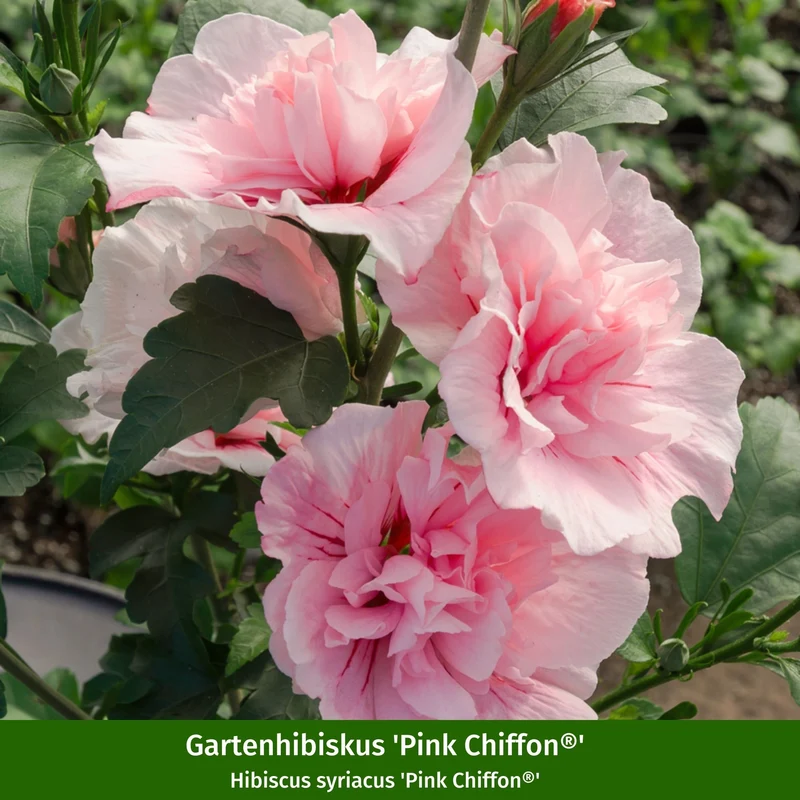 Gartenhibiskus 'Chiffon', 3 Pflanzen