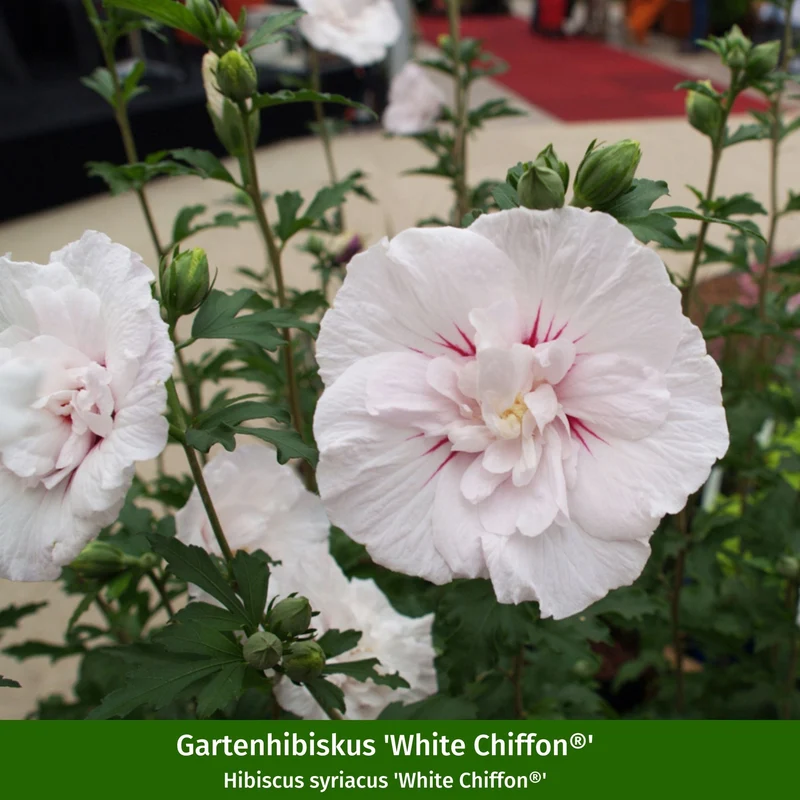 Gartenhibiskus 'Chiffon', 3 Pflanzen