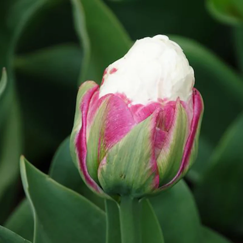 Tulpe 'Ice Cream' gefüllt (x7)