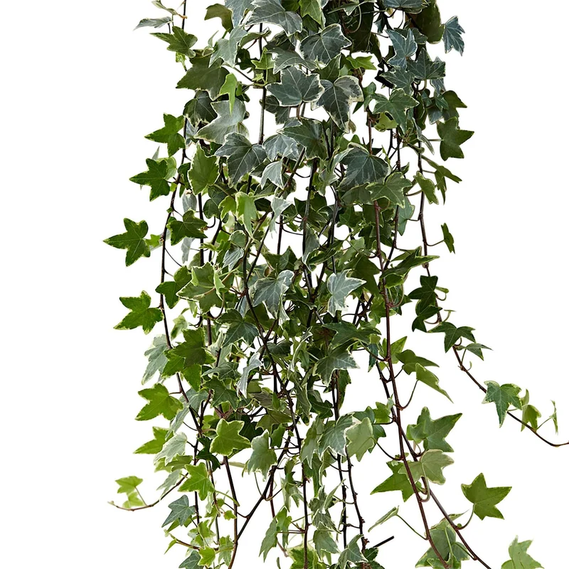 Gewöhnlicher Efeu 'Eva'