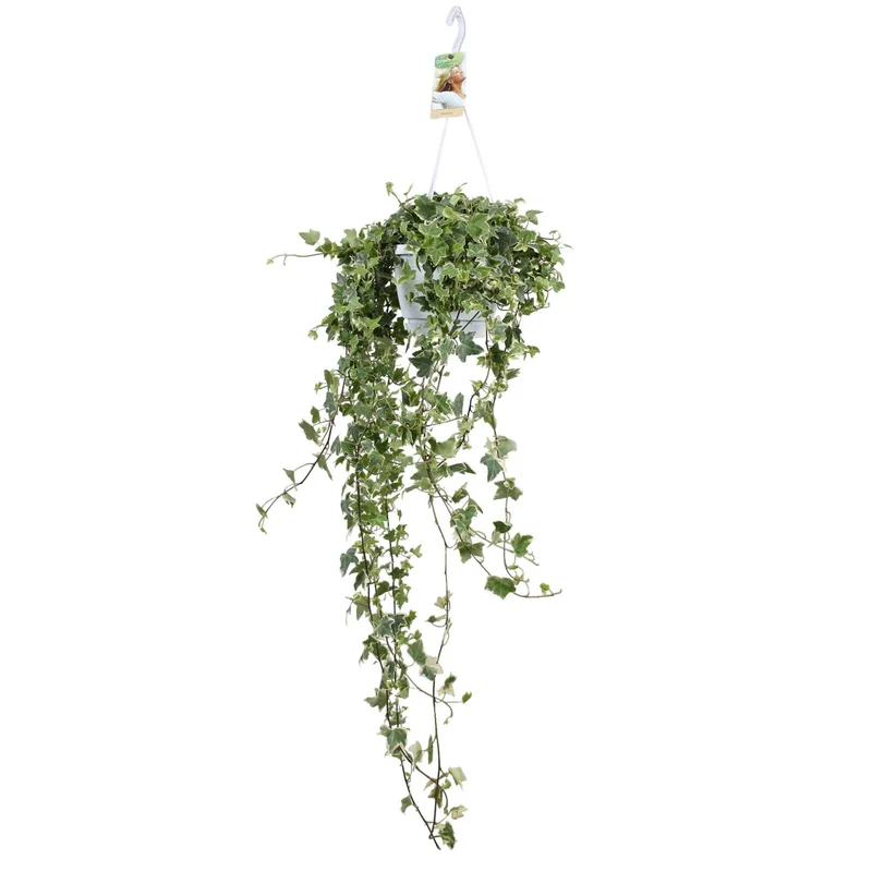 Gewöhnlicher Efeu 'Eva'