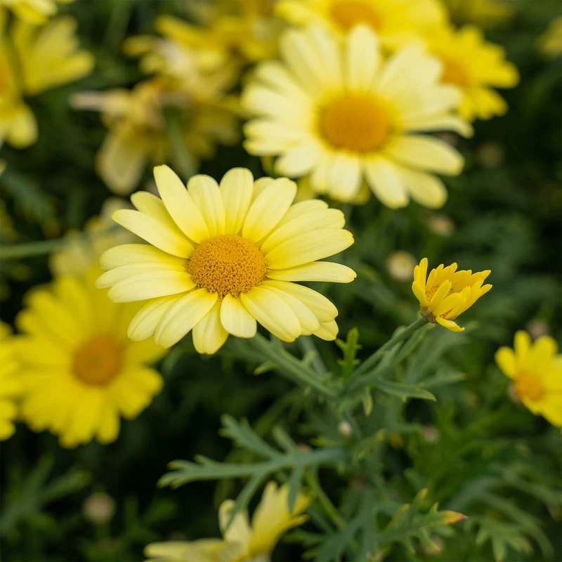 Strauchmargerite 'Grandaisy Gold'®