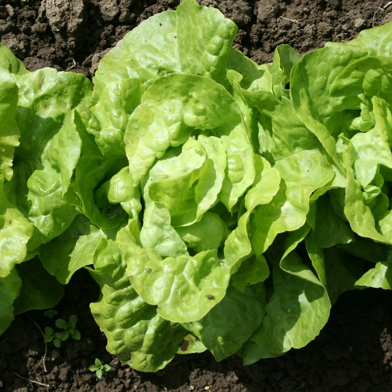 Kopfsalat 'Appia' (x6)