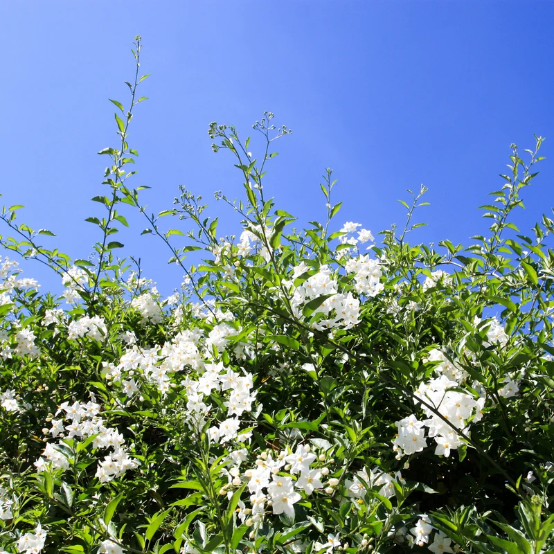 Jasmin-Nachtschatten (Solanum jasminoides)