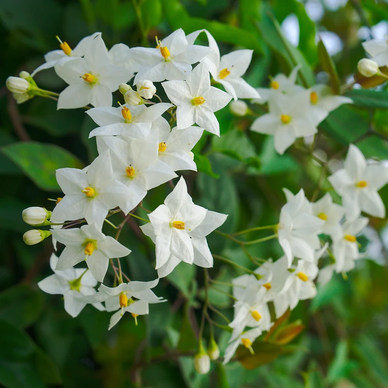 Jasmin-Nachtschatten (Solanum jasminoides)