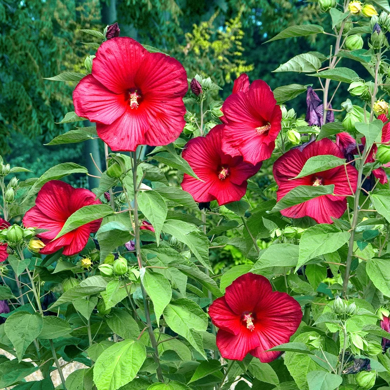 Roseneibisch Luna Red