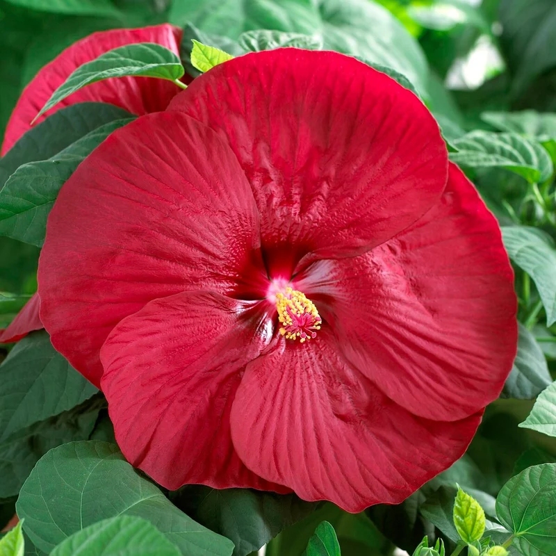 Roseneibisch Luna Red