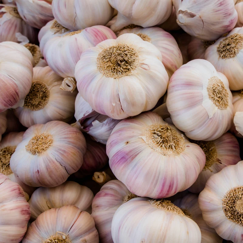 Knoblauch rosa