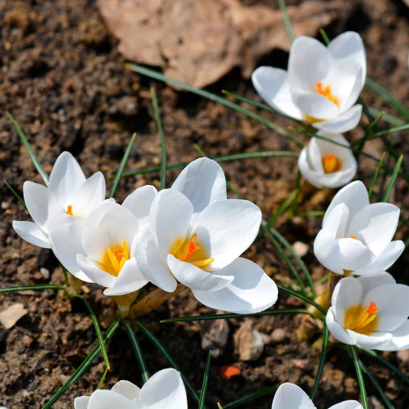 Krokusse Ard Schenk