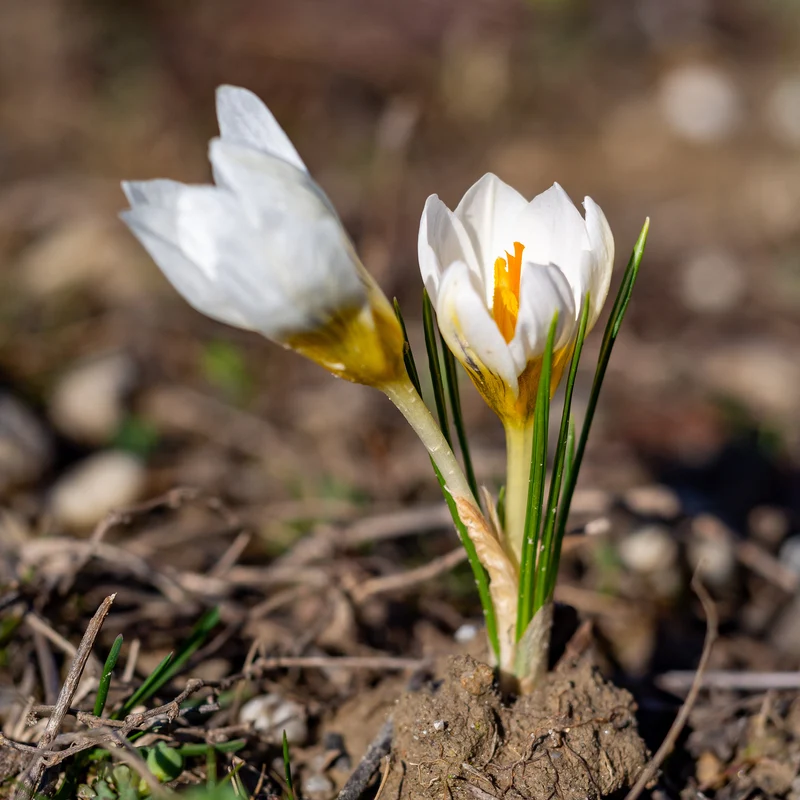 Krokusse Ard Schenk