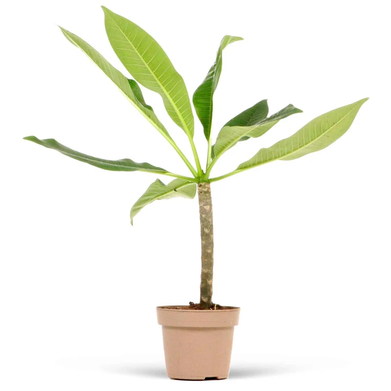 Frangipani 'Jazz' rot-gelb