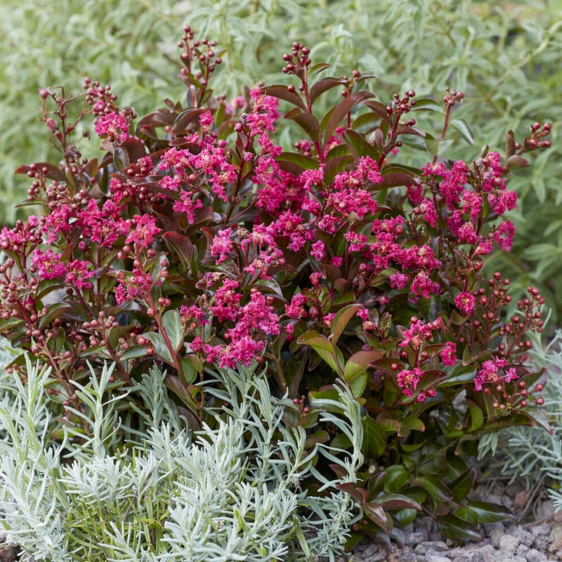 Indianerflieder 'Berry Dazzle®'