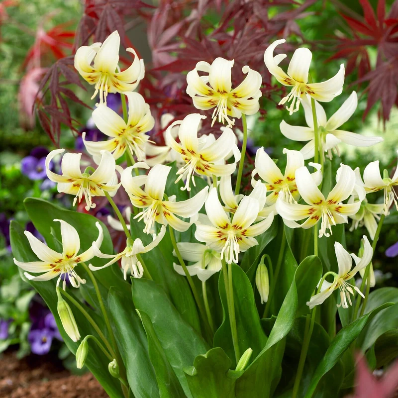Hundszahn-Lilie 'White Beauty'