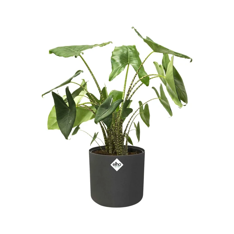 Elho Blumentopf B.for soft rund anthrazit