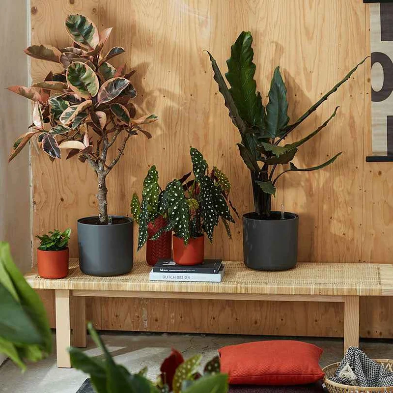 Elho Blumentopf B.for soft rund anthrazit