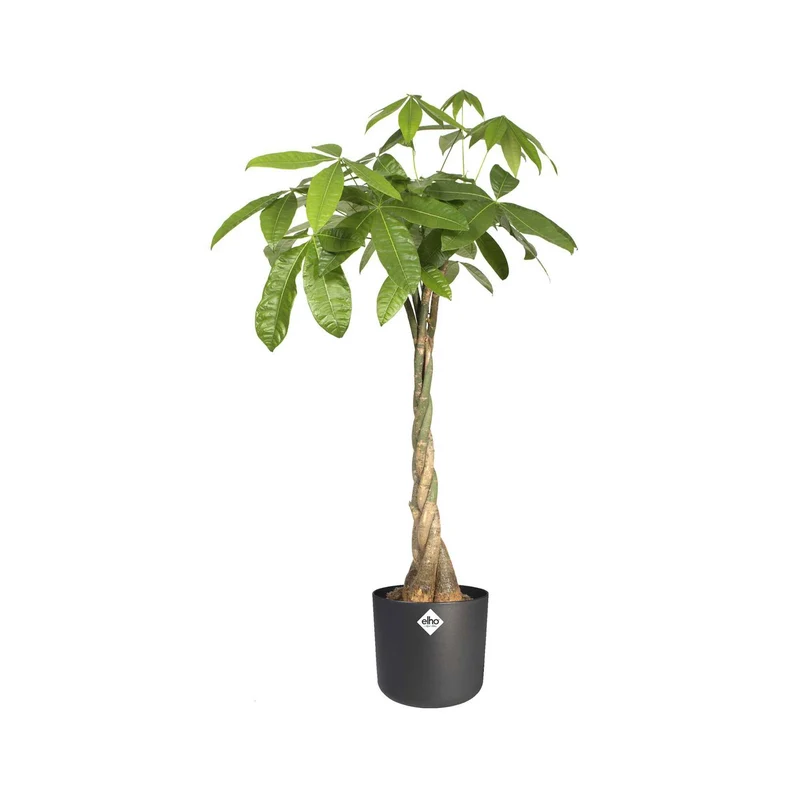 Elho Blumentopf B.for soft rund anthrazit