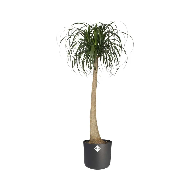 Elho Blumentopf B.for soft rund anthrazit