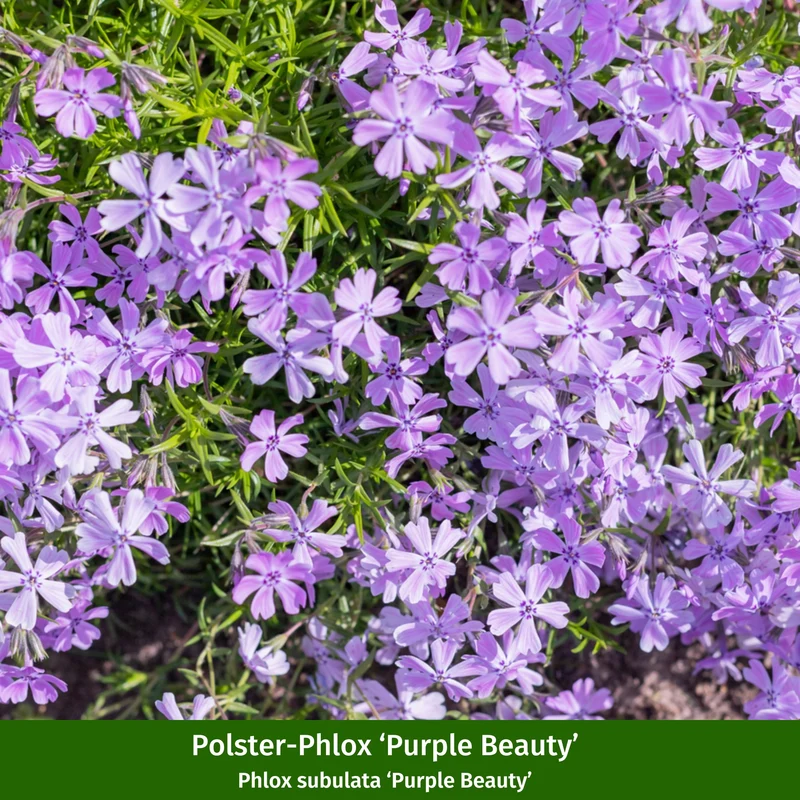 Bunter Phlox-Mix