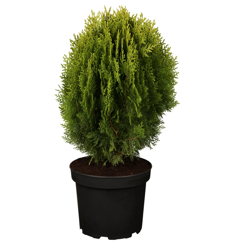 Gelber Zwerglebensbaum 'Aurea Nana'