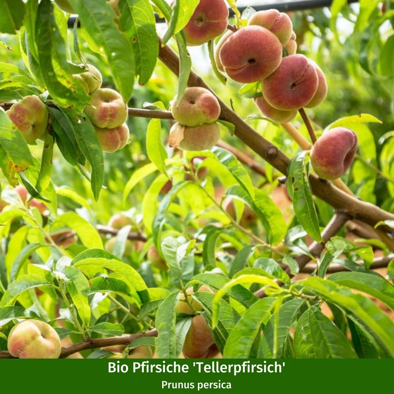 Bio-Obst Nektarine & Pfirsich, 2 Pflanzen