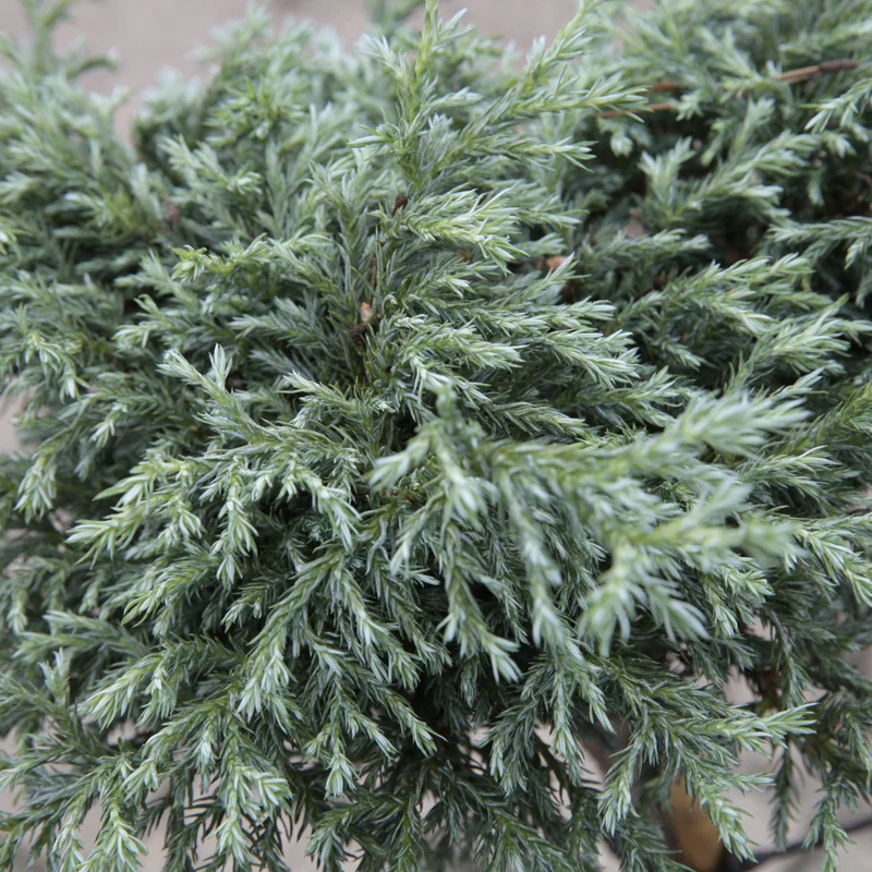 Blauer Zwerg-Wachholder 'Blue Star'