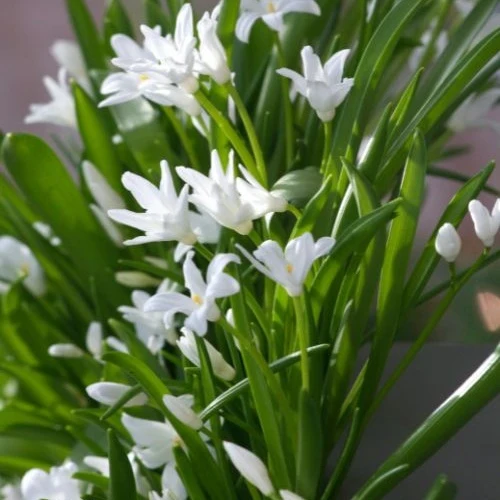 Schneeglanz Luciliae Alba (x20)