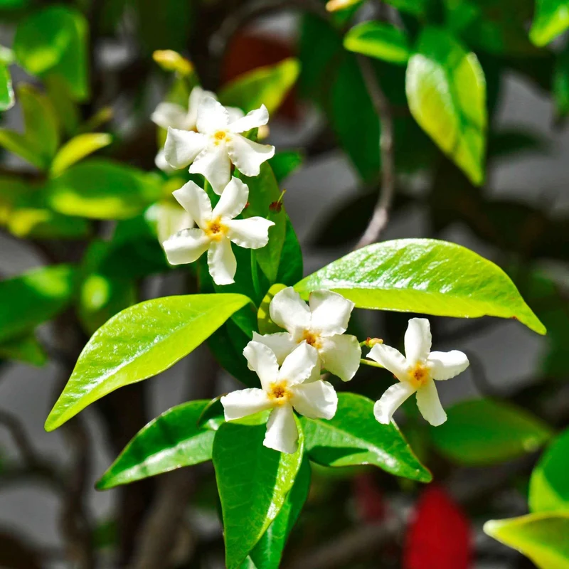 Toskanischer Jasmin 'Star of Venice'