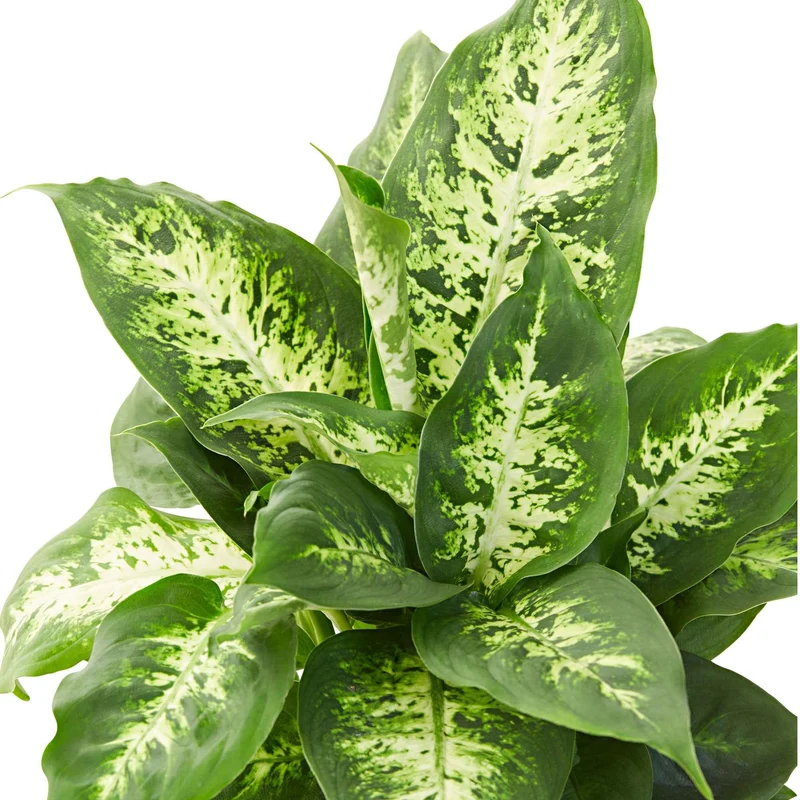 Dieffenbachie 'Compacta'