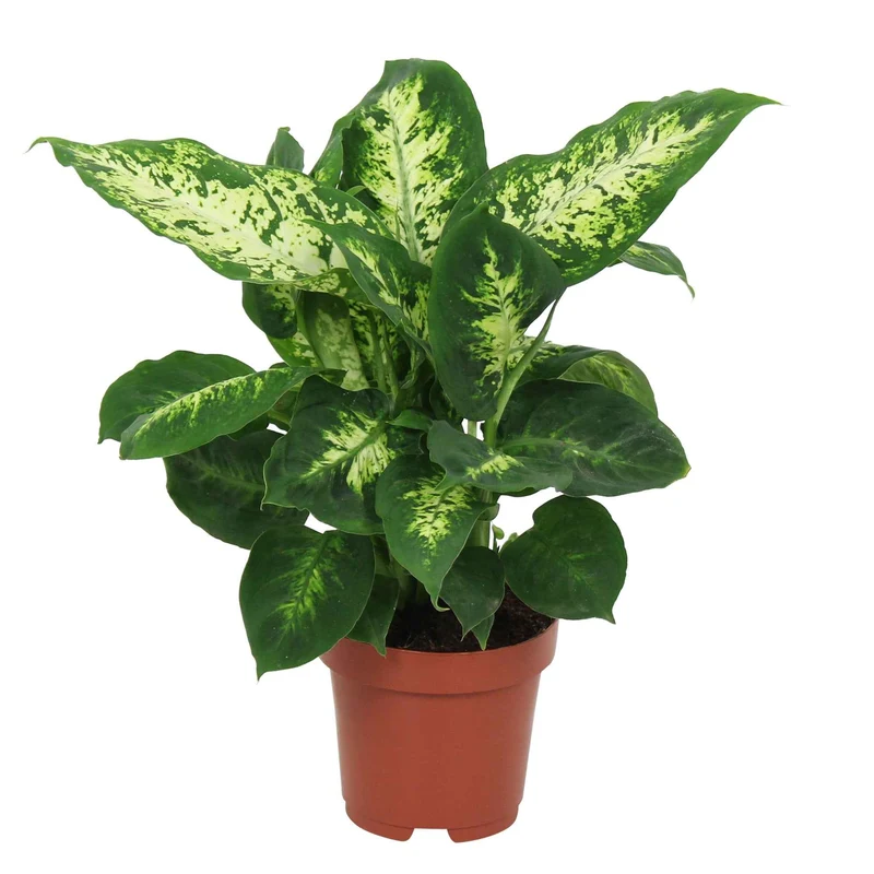 Dieffenbachie 'Compacta'