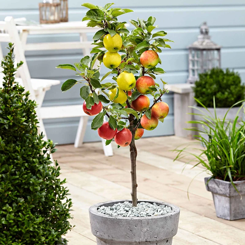 Apfelbaum auf Stamm, 3 Sorten in 1