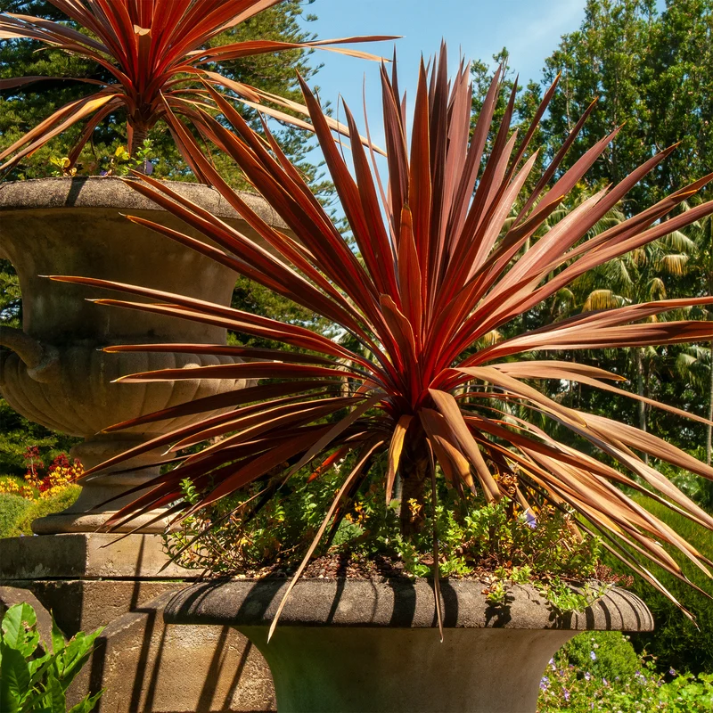 Keulenlilie 'Red Star'