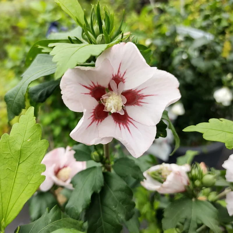 Japanischer Hibiskus ‘Hamabo’