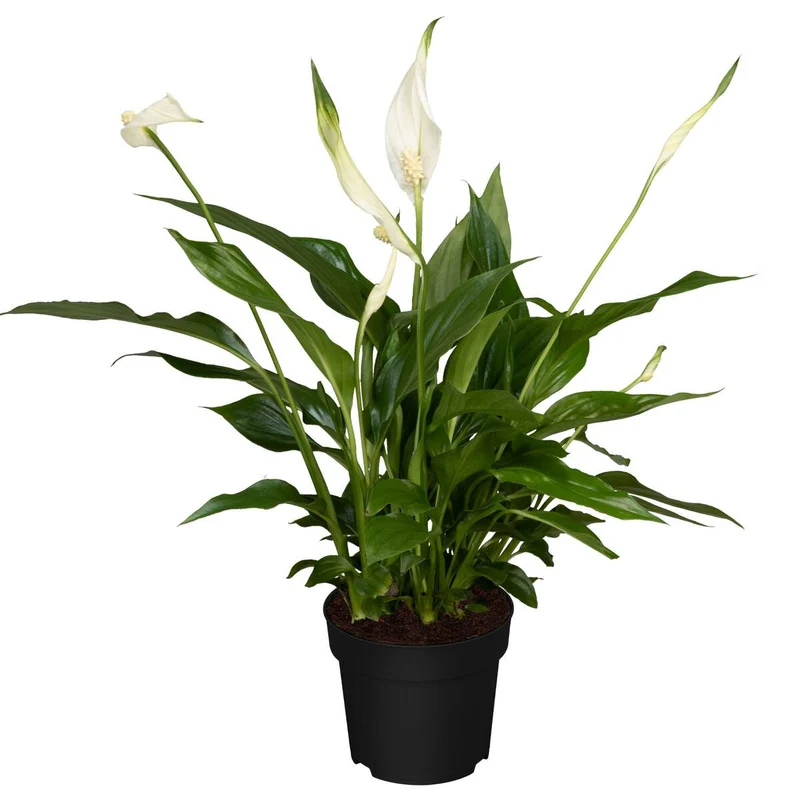 Zimmerpflanzen-Set "Evergreens"