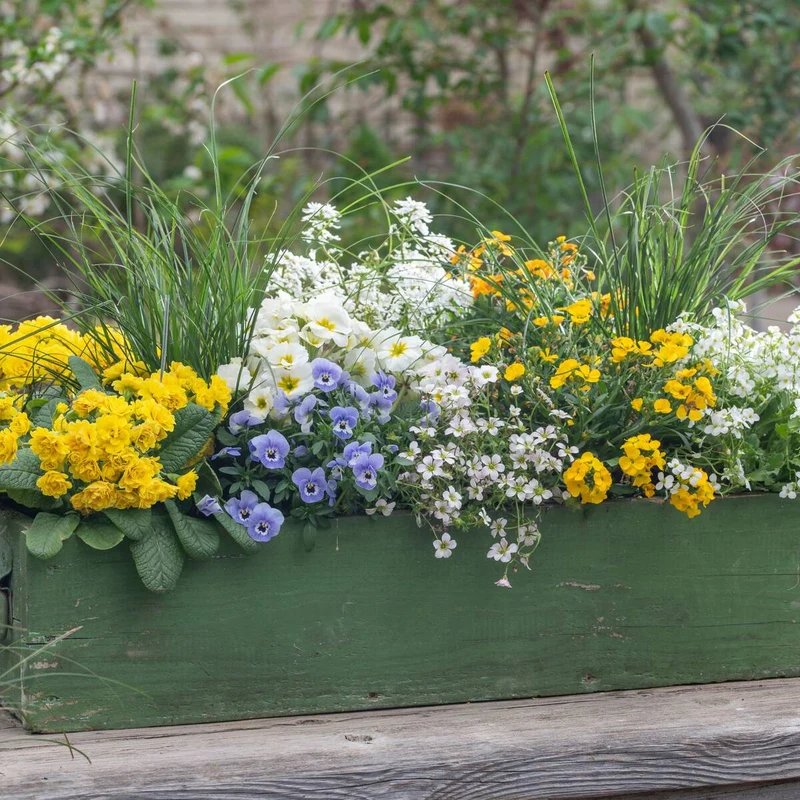 Balkonblumen "Farbenfrohe Frühlingsboten"