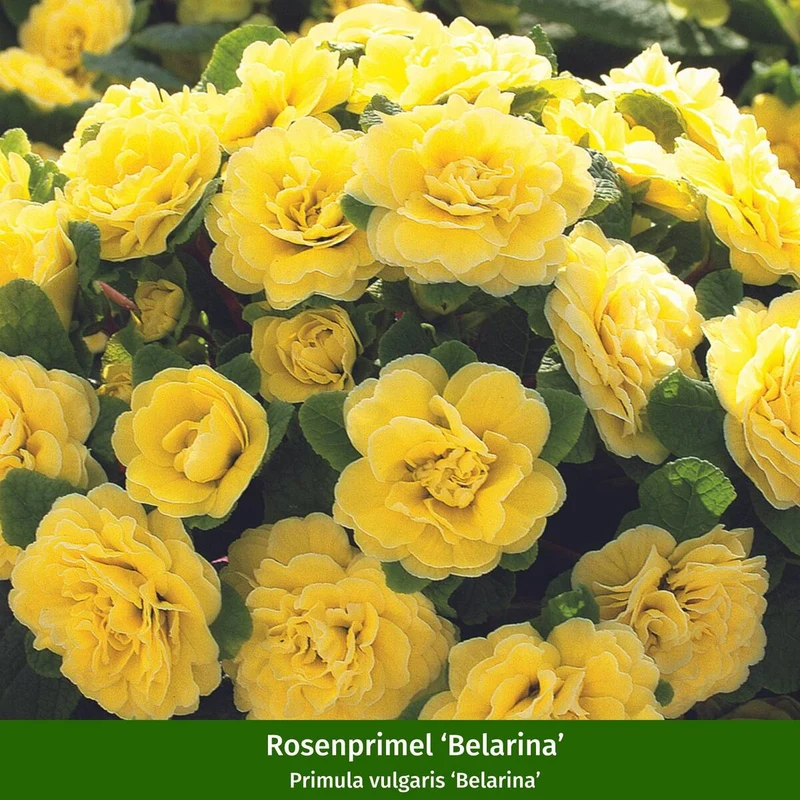 Balkonblumen "Farbenfrohe Frühlingsboten"