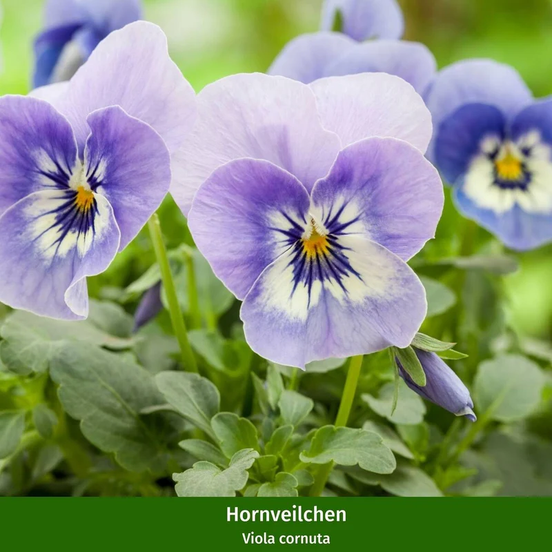 Balkonblumen "Farbenfrohe Frühlingsboten"