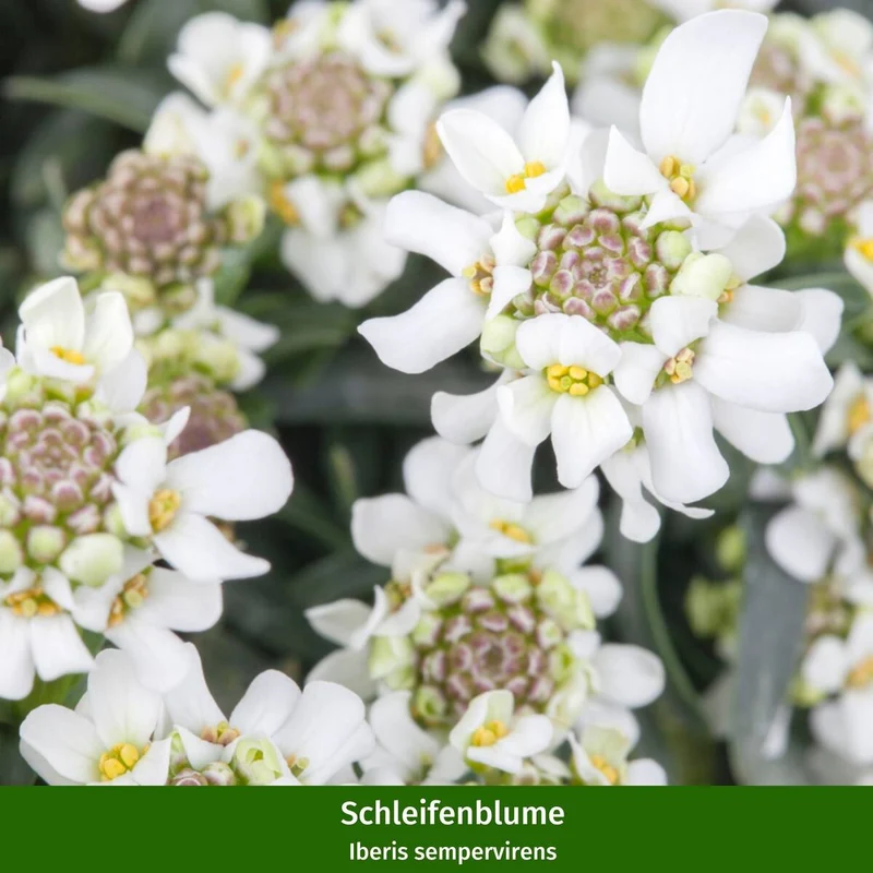 Balkonblumen "Farbenfrohe Frühlingsboten"