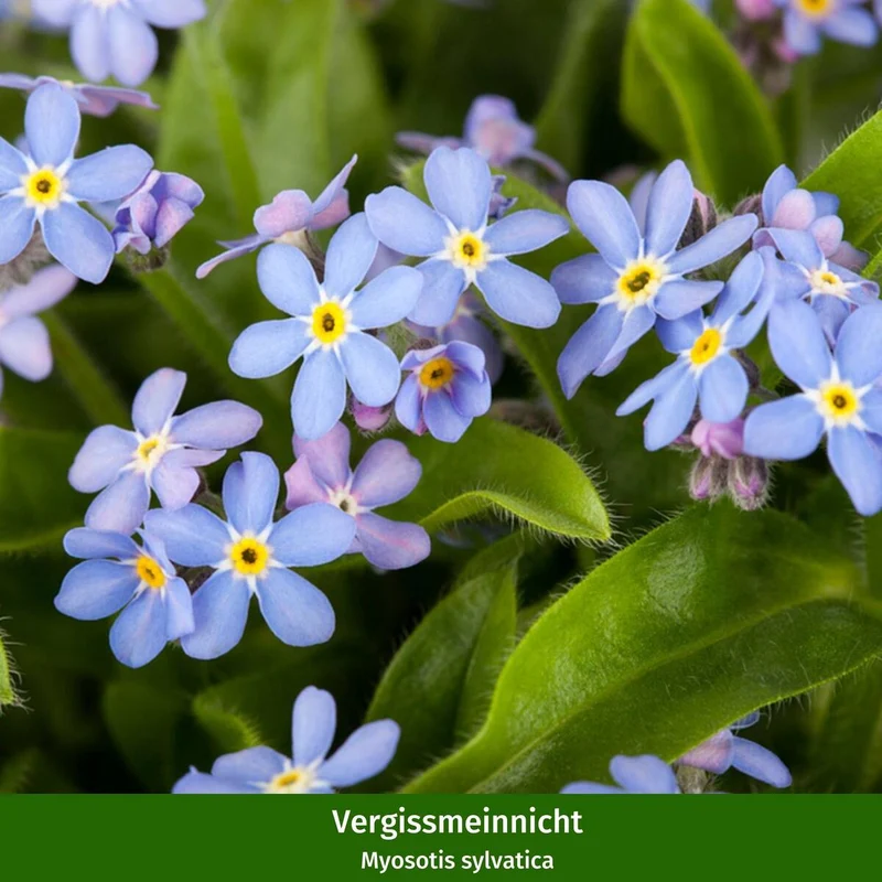 Balkonblumen "Blau-Weißes Frühlingsgeflüster"
