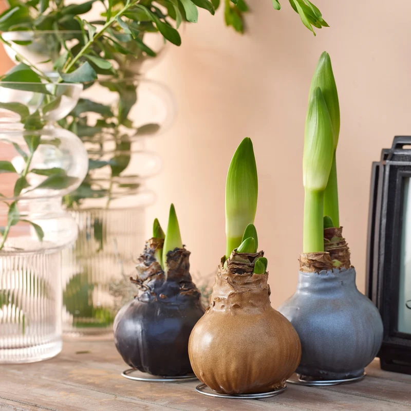 Amaryllis-Mix "Metallic"