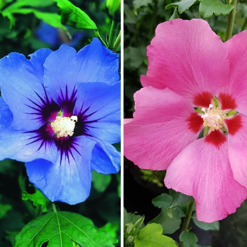 Gartenhibiskus Blau & Rosa, 2 Pflanzen