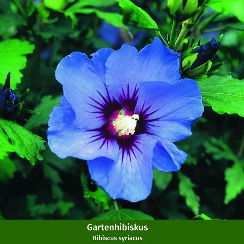 Gartenhibiskus Blau & Rosa, 2 Pflanzen