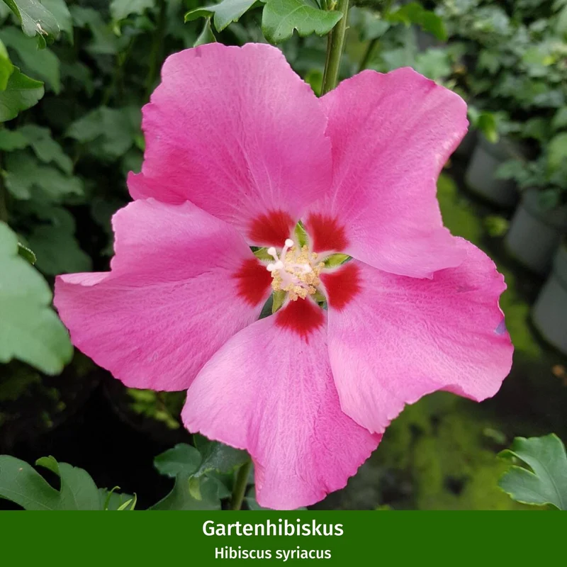 Gartenhibiskus Blau & Rosa, 2 Pflanzen