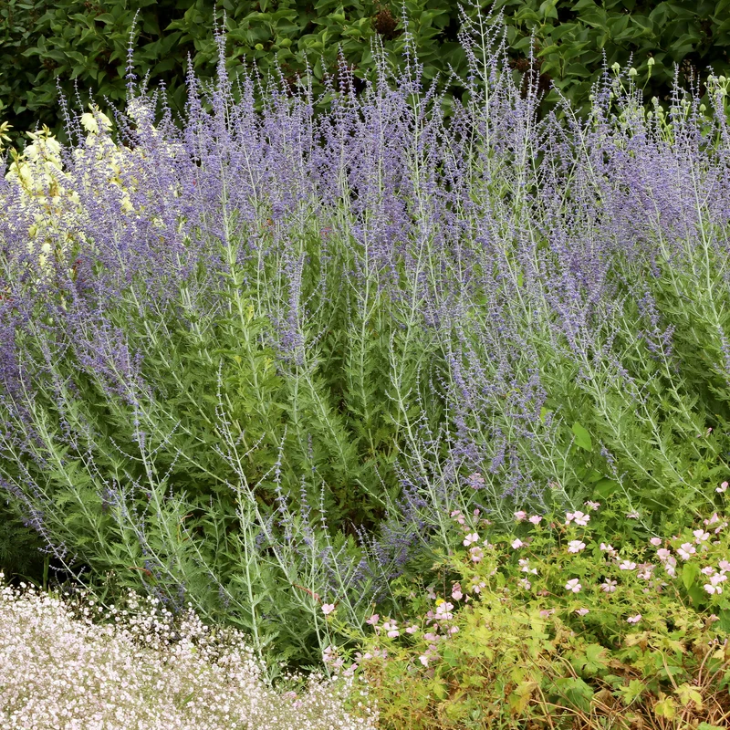 Kleine Blauraute Little Spire ®