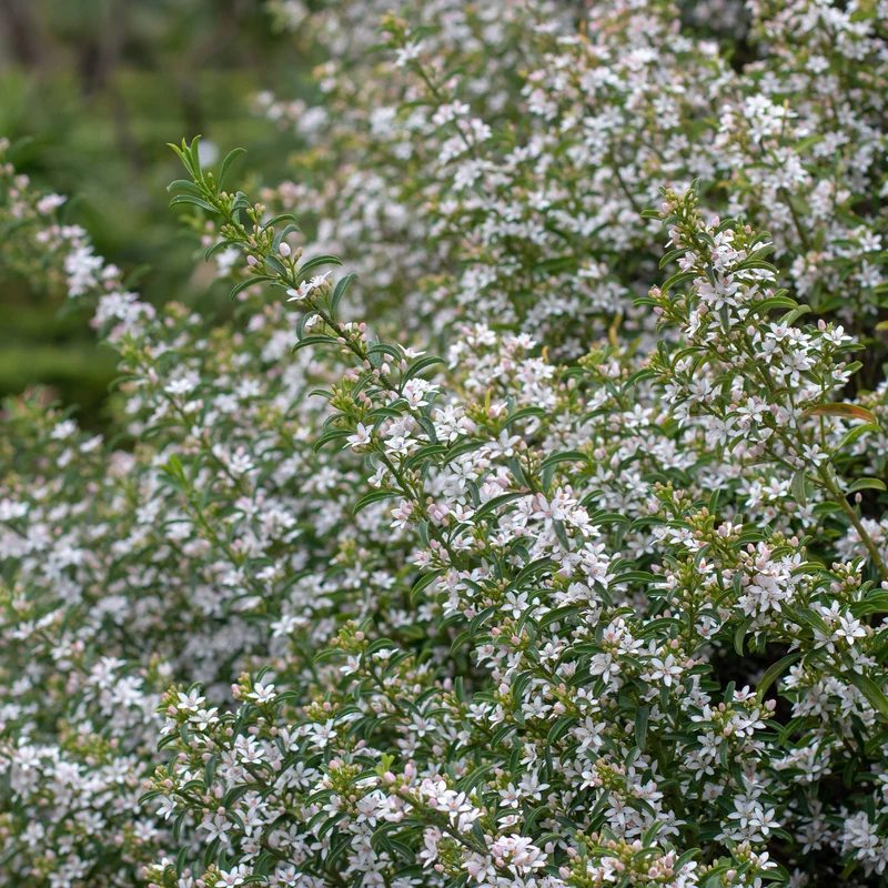 Wachs-Blume
